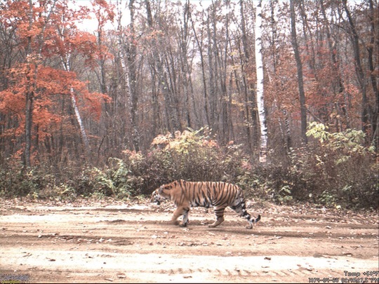 吉林省开展清山清套 确保野生虎豹安全