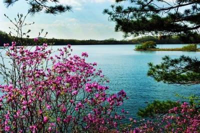 吉林龙湾野生杜鹃花卉旅游节5月启幕