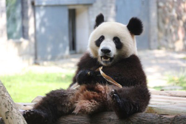 熊猫姐妹花到达长春 东北虎园里来安家