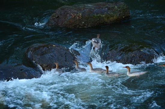 吉林省启动中华秋沙鸭保护行动