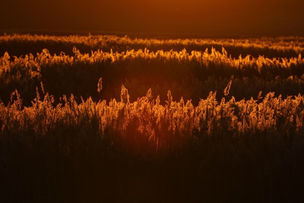 吉林波罗湖保护区十万只候鸟云集