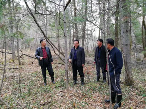 吉林省深入推进长白山林区森林生态修复