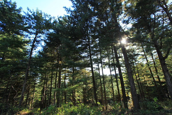 吉林省启动九大林业特色百万工程