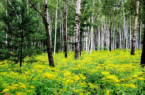 吉林省启动九大林业特色百万工程